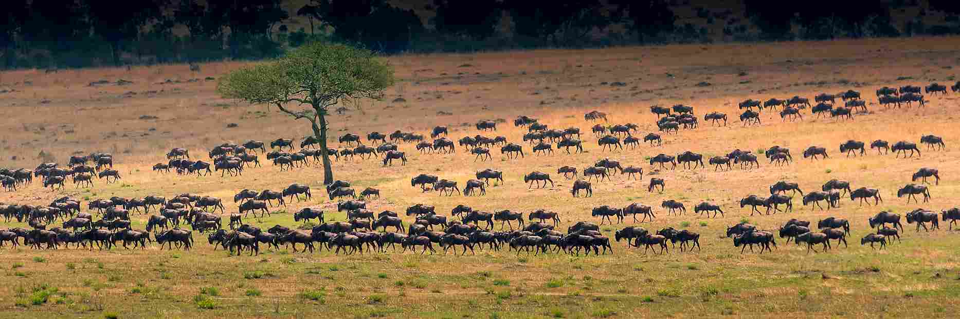 2 Day Epic Tanzania Safari