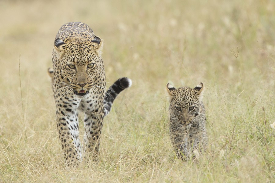 Serengeti and Ngorongoro Crater Group Join Camping Safari