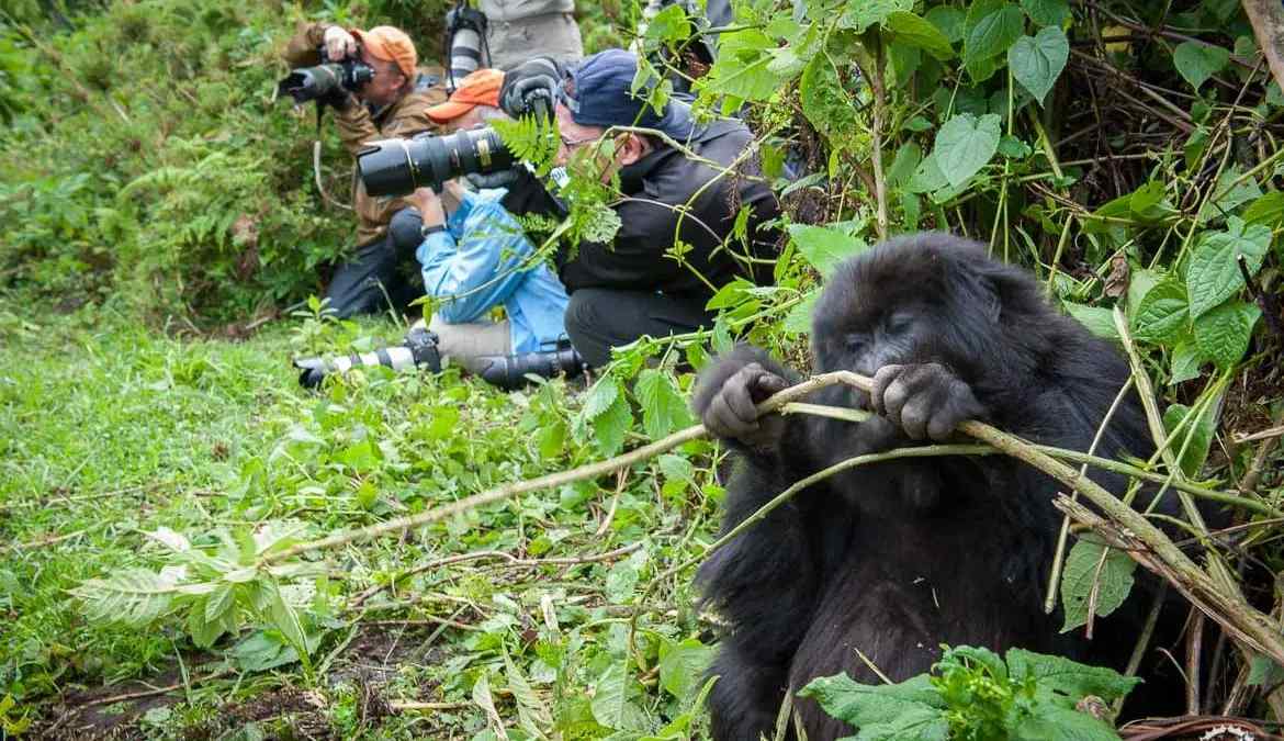 5 Days Gorilla Safari – Rwanda