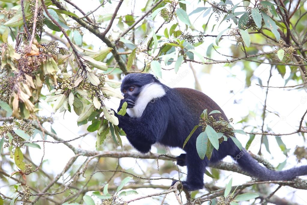2 Days Nyungwe Forest Safari with Chimpanzee Trekking
