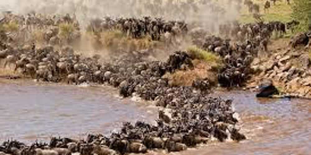 10 days Kenya wildlife safari