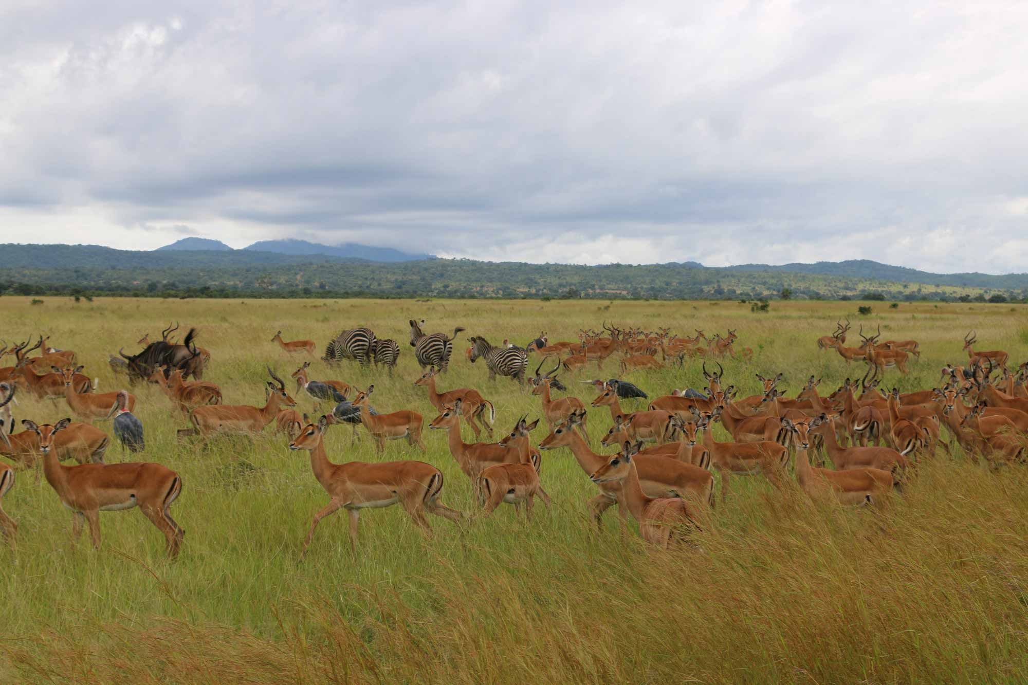 3 Days experience Selous national park