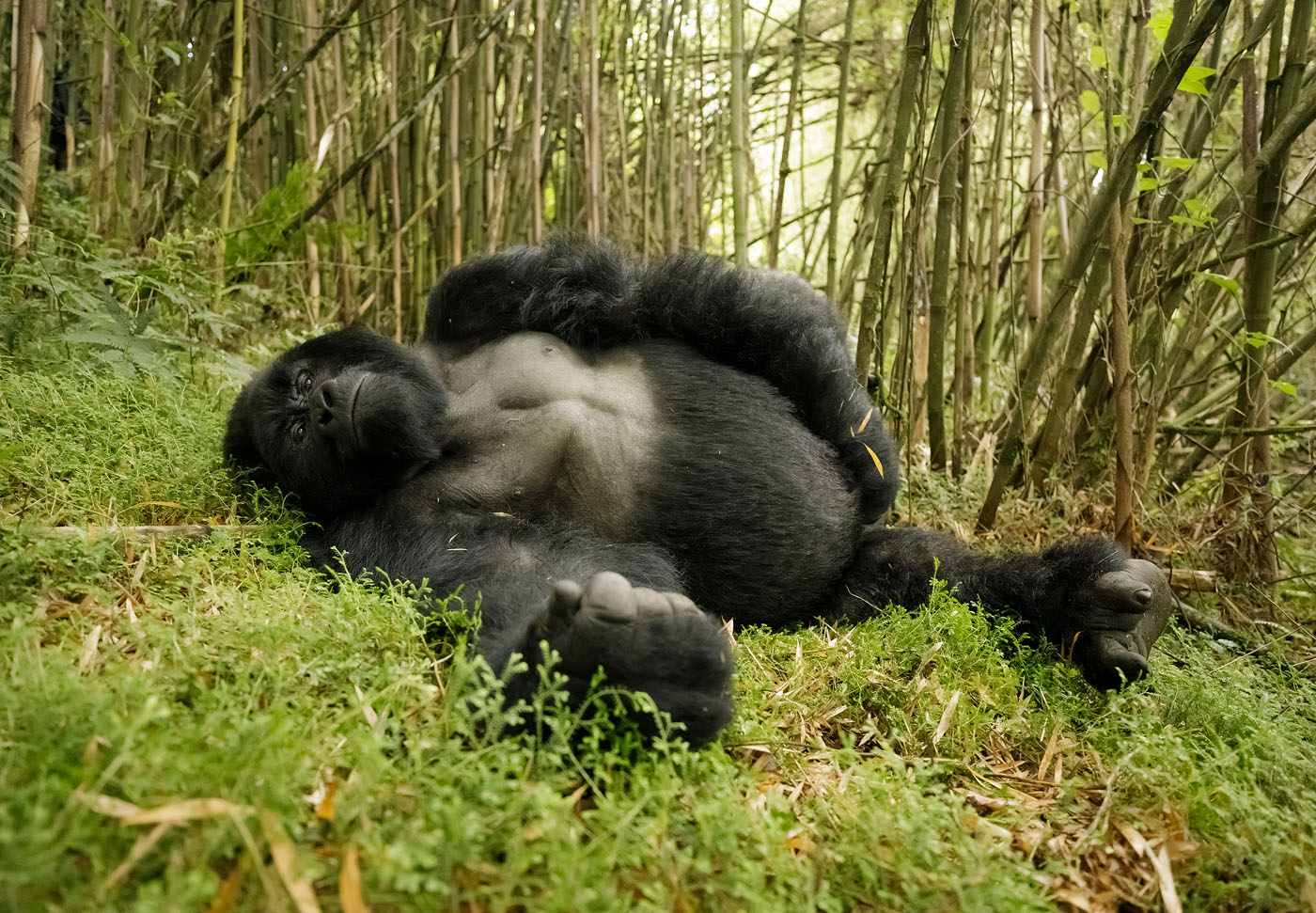 Get to Know the Locals & Primate Tracking - Rwanda